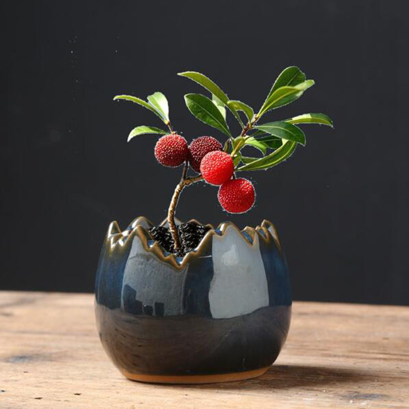Kiln Transmutatie Geglazuurde  - Bonsai Garden Art recensie en prijs